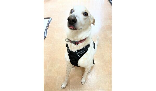 犬のしつけ教室・出張レッスン・無駄吠えの矯正レッスンを行うドッグスクール ヴィッセの新入生です。～11月5日 