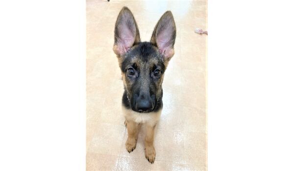 犬のしつけ教室・出張レッスン・無駄吠えの矯正レッスンを行うドッグスクール ヴィッセの今日のわん子達～11月9日 