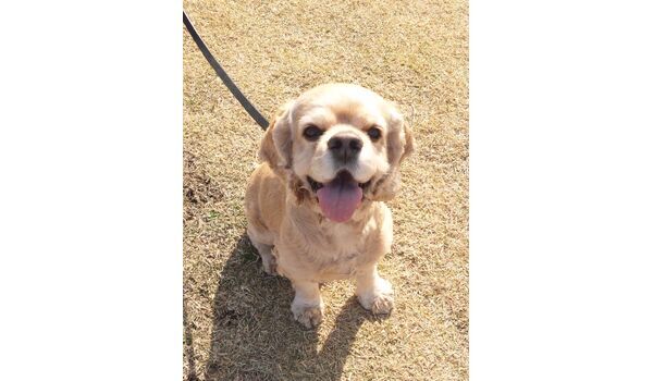犬のしつけ教室・出張レッスン・無駄吠えの矯正レッスンを行うドッグスクール ヴィッセの今日のわん子～11月10日 