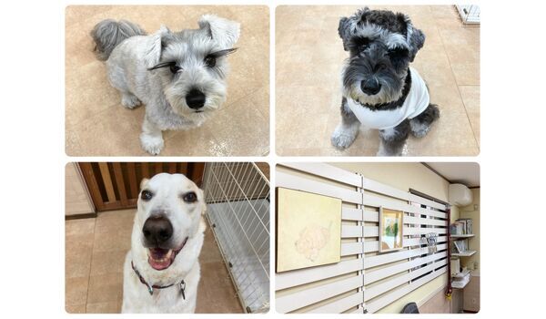 犬のしつけ教室・出張レッスン・無駄吠えの矯正レッスンを行うドッグスクール ヴィッセの今日のわん子達。～10月20日 