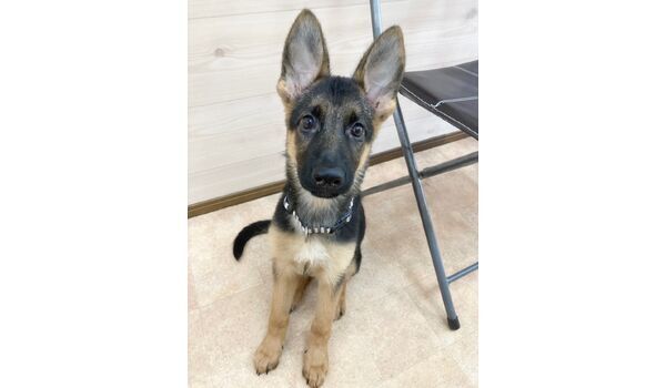 犬のしつけ教室・出張レッスン・無駄吠えの矯正レッスンを行うドッグスクール ヴィッセの今日のわん子です。～11月23日 