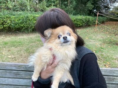 犬のしつけ教室/今日のわん子。