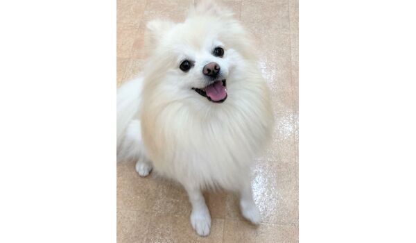 犬のしつけ教室・出張レッスン・無駄吠えの矯正レッスンを行うドッグスクール ヴィッセの今日のわん子達。～11月28日 