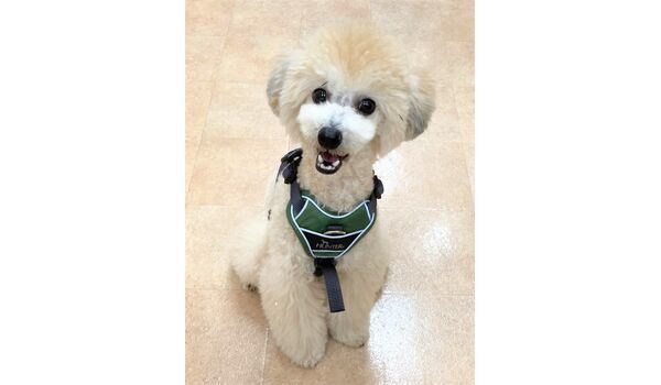 犬のしつけ教室・出張レッスン・無駄吠えの矯正レッスンを行うドッグスクール ヴィッセの新入生です。～12月1日 
