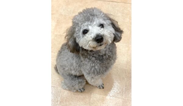 犬のしつけ教室・出張レッスン・無駄吠えの矯正レッスンを行うドッグスクール ヴィッセの今日の新入生です。～12月2日 