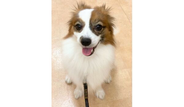 犬のしつけ教室・出張レッスン・無駄吠えの矯正レッスンを行うドッグスクール ヴィッセの新入生です。～12月8日 