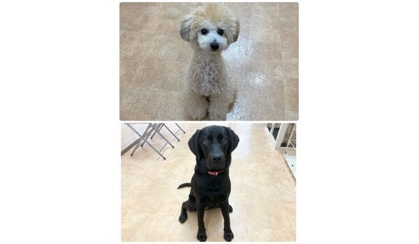 犬のしつけ教室・出張レッスン・無駄吠えの矯正レッスンを行うドッグスクール ヴィッセの今日のわん子達～12月14日 