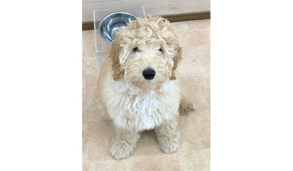 犬のしつけ教室・出張レッスン・無駄吠えの矯正レッスンを行うドッグスクール ヴィッセの新入生です。～12月19日 