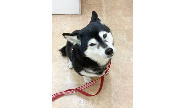 犬のしつけ教室・出張レッスン・無駄吠えの矯正レッスンを行うドッグスクール ヴィッセの新入生です。～12月20日 