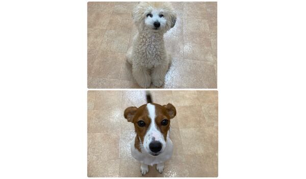 犬のしつけ教室・出張レッスン・無駄吠えの矯正レッスンを行うドッグスクール ヴィッセの今日のわん子達。～12月29日 