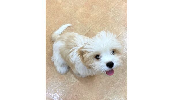 犬のしつけ教室・出張レッスン・無駄吠えの矯正レッスンを行うドッグスクール ヴィッセの新入生です。～1月23日 