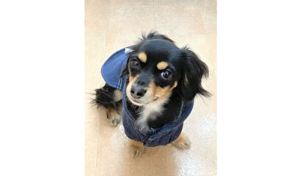 犬のしつけ教室・出張レッスン・無駄吠えの矯正レッスンを行うドッグスクール ヴィッセの新入生です。～1月24日 