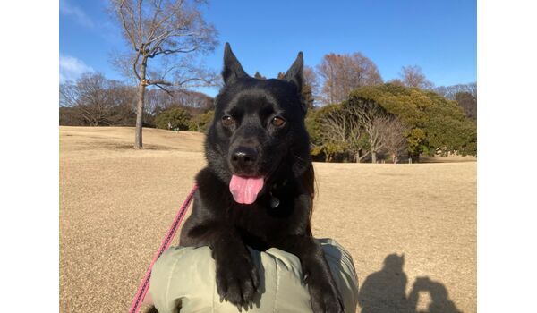 犬のしつけ教室・出張レッスン・無駄吠えの矯正レッスンを行うドッグスクール ヴィッセの新入生です。～1月26日 