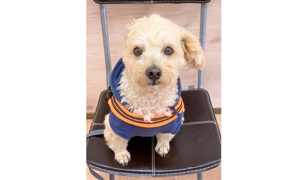 犬のしつけ教室・出張レッスン・無駄吠えの矯正レッスンを行うドッグスクール ヴィッセの新入生です。～2月13日 
