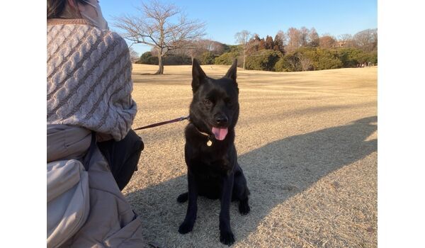 犬のしつけ教室・出張レッスン・無駄吠えの矯正レッスンを行うドッグスクール ヴィッセの今日のわん子。～2月16日 