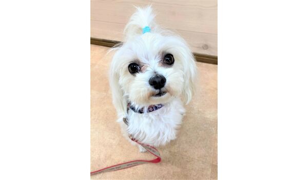 犬のしつけ教室・出張レッスン・無駄吠えの矯正レッスンを行うドッグスクール ヴィッセの新入生です。～2月21日 