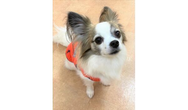 犬のしつけ教室・出張レッスン・無駄吠えの矯正レッスンを行うドッグスクール ヴィッセの新入生です。～2月24日 