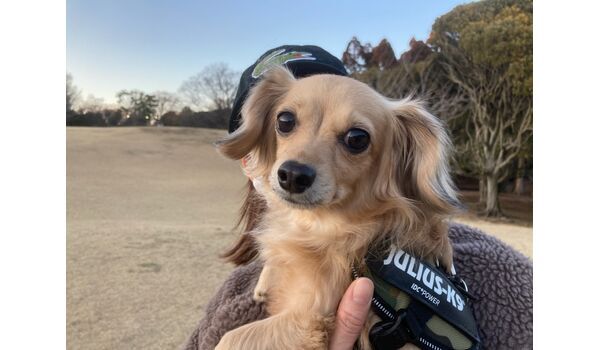 犬のしつけ教室・出張レッスン・無駄吠えの矯正レッスンを行うドッグスクール ヴィッセの新入生です。～2月27日 