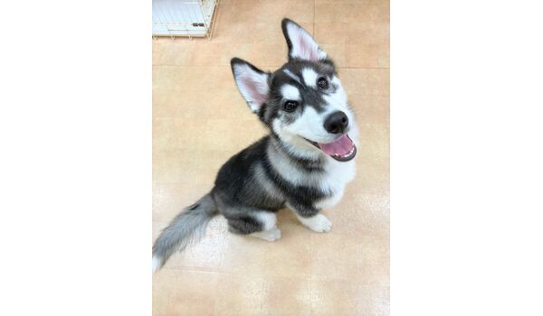 犬のしつけ教室・出張レッスン・無駄吠えの矯正レッスンを行うドッグスクール ヴィッセの新入生です。～2月28日 
