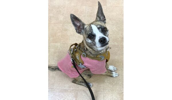 犬のしつけ教室・出張レッスン・無駄吠えの矯正レッスンを行うドッグスクール ヴィッセの新入生です。～3月2日 
