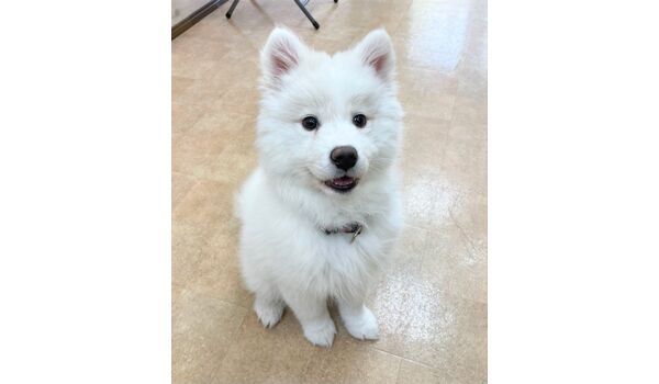 犬のしつけ教室・出張レッスン・無駄吠えの矯正レッスンを行うドッグスクール ヴィッセの新入生です。～3月3日 