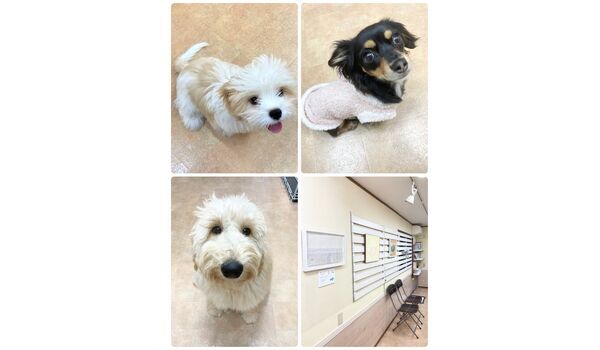 犬のしつけ教室・出張レッスン・無駄吠えの矯正レッスンを行うドッグスクール ヴィッセの今日のわん子達。～3月5日 