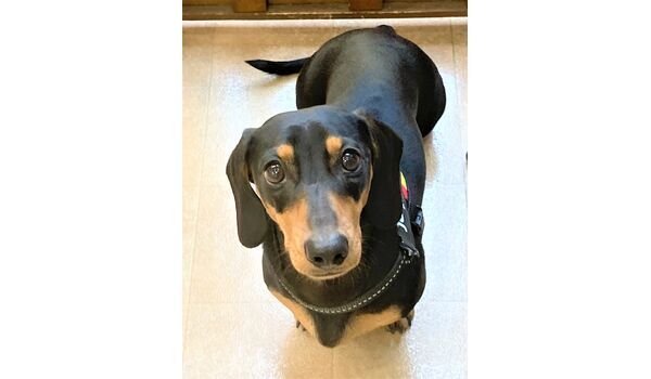犬のしつけ教室・出張レッスン・無駄吠えの矯正レッスンを行うドッグスクール ヴィッセの新入生です。～3月13日 