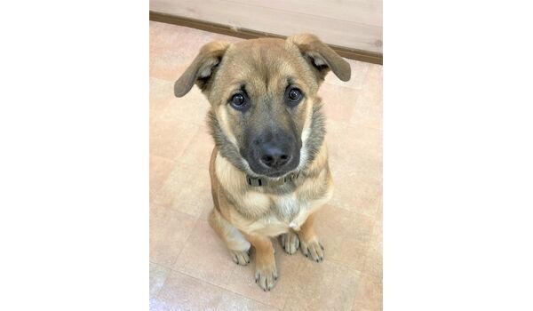 犬のしつけ教室・出張レッスン・無駄吠えの矯正レッスンを行うドッグスクール ヴィッセの新入生です。～3月20～ 