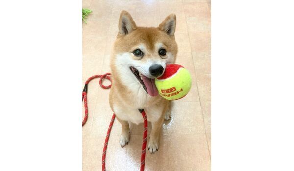 犬のしつけ教室・出張レッスン・無駄吠えの矯正レッスンを行うドッグスクール ヴィッセの新入生です。～3月22日～ 