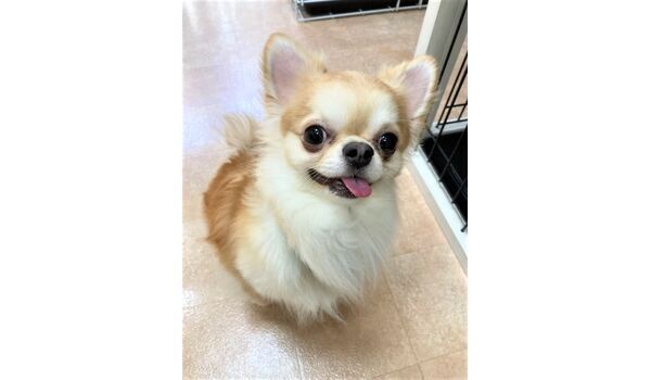 犬のしつけ教室・出張レッスン・無駄吠えの矯正レッスンを行うドッグスクール ヴィッセの新入生です。～4月3日 