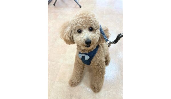 犬のしつけ教室・出張レッスン・無駄吠えの矯正レッスンを行うドッグスクール ヴィッセの新入生です。～4月4日 