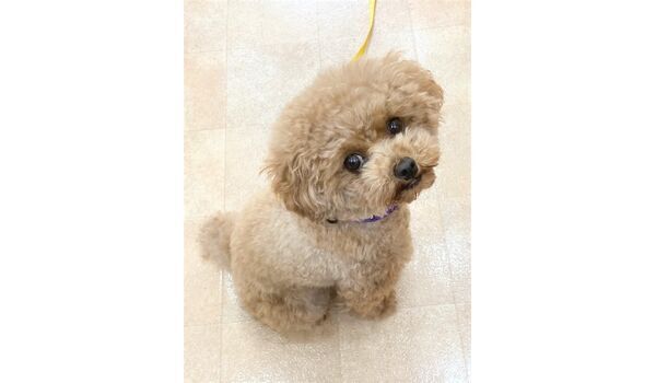 犬のしつけ教室・出張レッスン・無駄吠えの矯正レッスンを行うドッグスクール ヴィッセの新入生です。～4月6日 