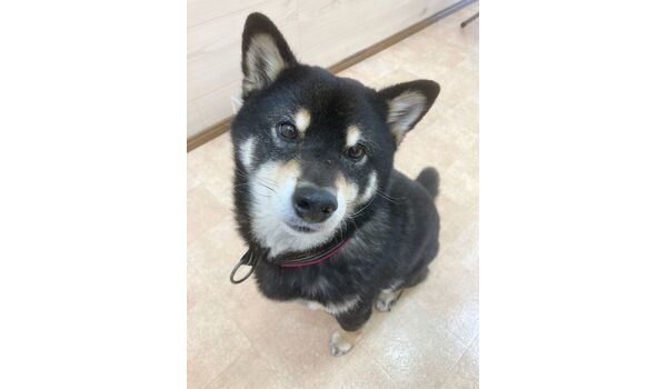 犬のしつけ教室・出張レッスン・無駄吠えの矯正レッスンを行うドッグスクール ヴィッセの新入生です。～4月7日 