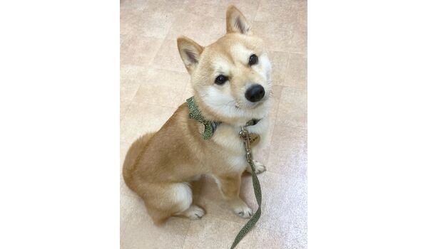 犬のしつけ教室・出張レッスン・無駄吠えの矯正レッスンを行うドッグスクール ヴィッセの新入生～4月10日 