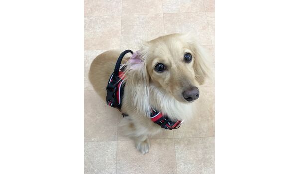 犬のしつけ教室・出張レッスン・無駄吠えの矯正レッスンを行うドッグスクール ヴィッセの新入生です。～4月18日 