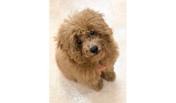 犬のしつけ教室・出張レッスン・無駄吠えの矯正レッスンを行うドッグスクール ヴィッセの新入生です。～4月24 
