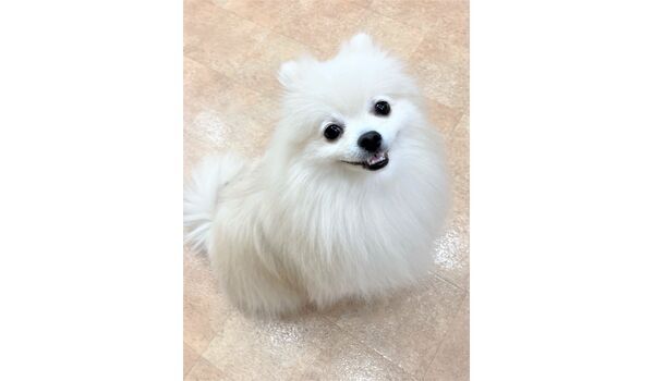 犬のしつけ教室・出張レッスン・無駄吠えの矯正レッスンを行うドッグスクール ヴィッセの新入生です。～4月25 