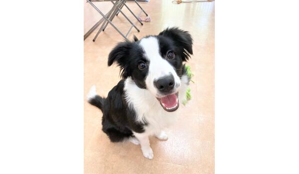 犬のしつけ教室・出張レッスン・無駄吠えの矯正レッスンを行うドッグスクール ヴィッセの今日のわん子達。～5月1日～ 