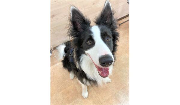 犬のしつけ教室・出張レッスン・無駄吠えの矯正レッスンを行うドッグスクール ヴィッセの新入生です。～5月5日 