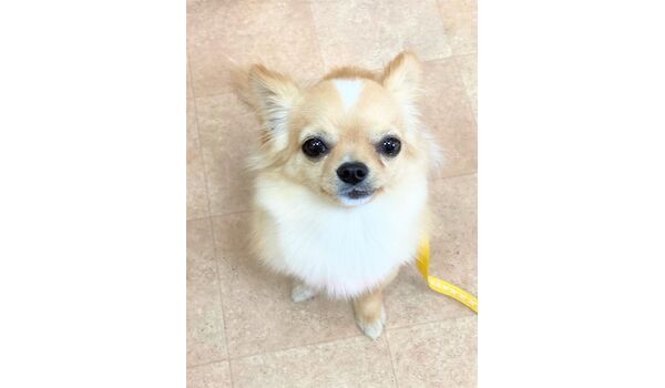 犬のしつけ教室・出張レッスン・無駄吠えの矯正レッスンを行うドッグスクール ヴィッセの新入生です～5月15日 