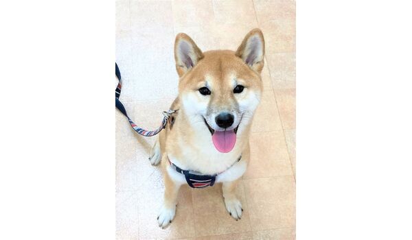 犬のしつけ教室・出張レッスン・無駄吠えの矯正レッスンを行うドッグスクール ヴィッセの新入生です～5月22日～