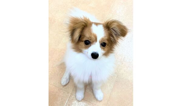 犬のしつけ教室・出張レッスン・無駄吠えの矯正レッスンを行うドッグスクール ヴィッセの新入生です～5月22日～ 