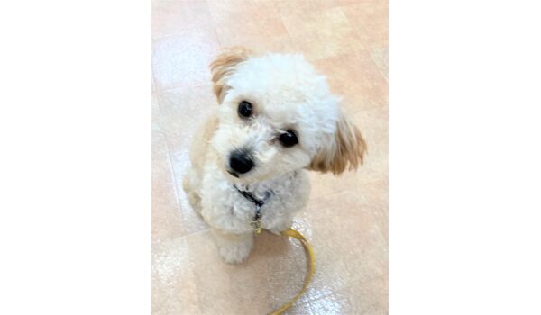 犬のしつけ教室・出張レッスン・無駄吠えの矯正レッスンを行うドッグスクール ヴィッセの新入生です。～5月29日～ 
