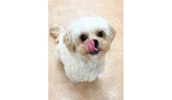 犬のしつけ教室・出張レッスン・無駄吠えの矯正レッスンを行うドッグスクール ヴィッセの新入生です。～5月30日～ 