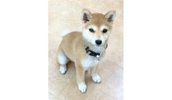 犬のしつけ教室・出張レッスン・無駄吠えの矯正レッスンを行うドッグスクールヴィッセの新入生です～5月31日～