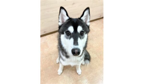 犬のしつけ教室・出張レッスン・無駄吠えの矯正レッスンを行うドッグスクール ヴィッセの今日のわん子達。～6月5日 