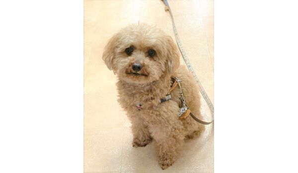 犬のしつけ教室・出張レッスン・無駄吠えの矯正レッスンを行うドッグスクール ヴィッセの新入生です。～7月1日 