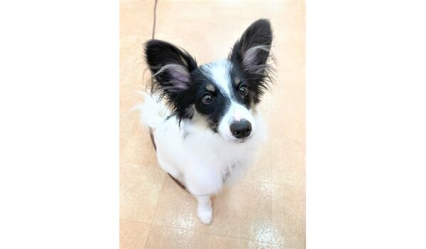 犬のしつけ教室・出張レッスン・無駄吠えの矯正レッスンを行うドッグスクール ヴィッセの新入生。～7月3日 
