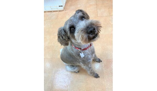 犬のしつけ教室・出張レッスン・無駄吠えの矯正レッスンを行うドッグスクール ヴィッセの新入生です。～7月10日 