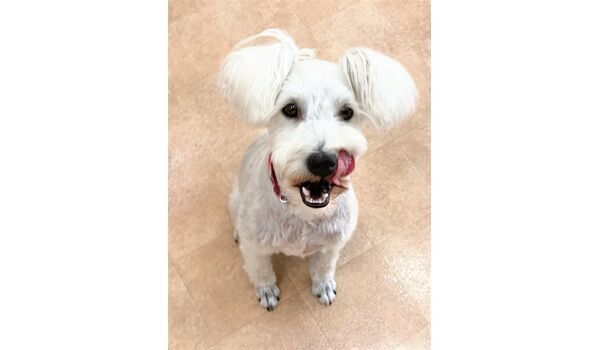 犬のしつけ教室・出張レッスン・無駄吠えの矯正レッスンを行うドッグスクール ヴィッセの新入生です。～7月11日 